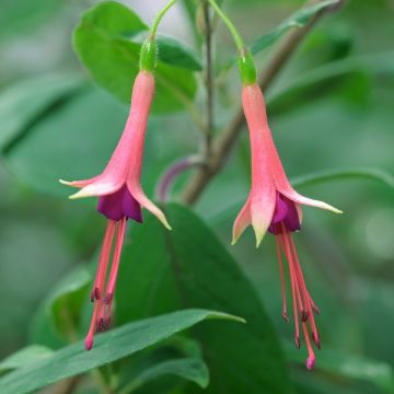 Verenpisara - Fuchsia brevilobis