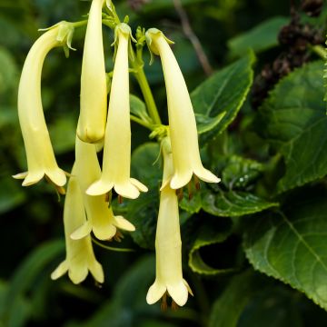 Kafferinkukka Croftway Yellow Sovereign