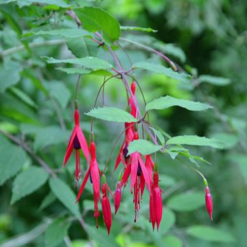 Siroverenpisara - Fuchsia magellanica