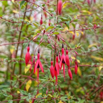 Siroverenpisara - Fuchsia magellanica var. gracilis