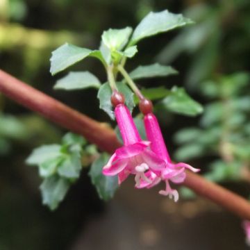 Verenpisara - Fuchsia microphylla subsp. microphylla