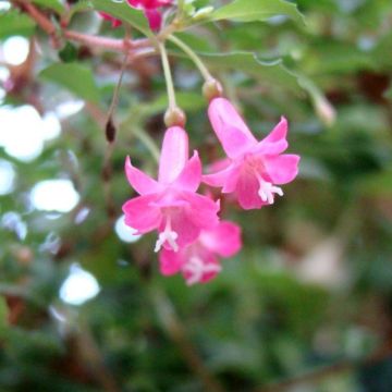 Verenpisara - Fuchsia minutiflora