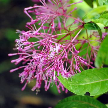 Verenpisara - Fuchsia paniculata