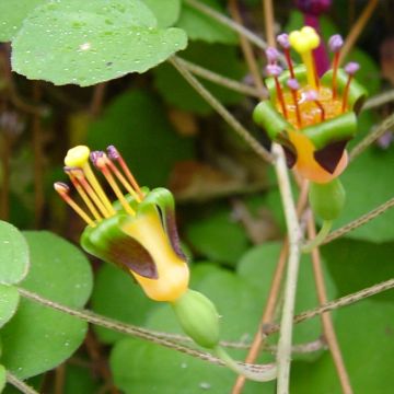 Kääpiöverenpisara - Fuchsia procumbens