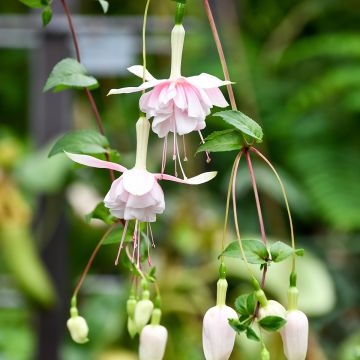 Verenpisara Pink Marshmallow