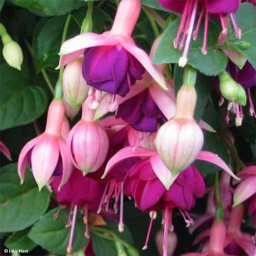Verenpisara Constance
