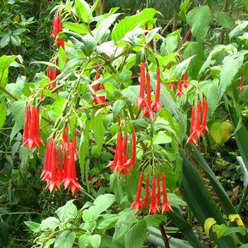 Verenpisara - Fuchsia triphylla