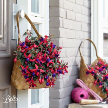 Verenpisara Bella Sacha