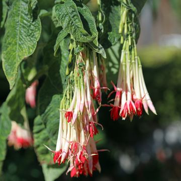 Bolivianverenpisara Alba