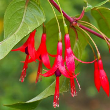 Verenpisara - Fuchsia hatschbachii