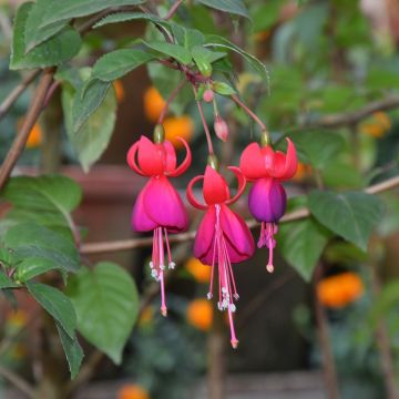 Verenpisara Charming