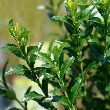 Laakerisorvarinpensas Green Spire