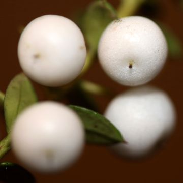 Salali White Pearl