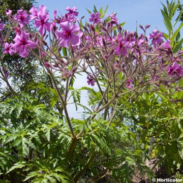 Vuokkokurjenpolvi - Geranium palmatum