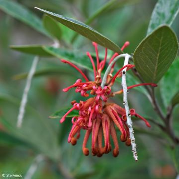 Silkkipuu - Grevillea victoriae