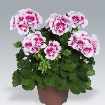 Vyöhykepelargoni Flowerfairy White Splash