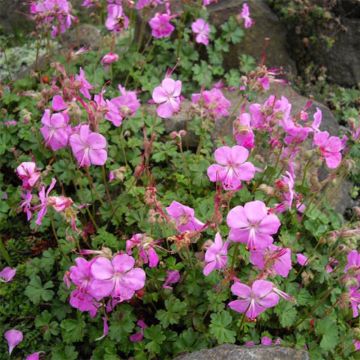 Dalmatiankurjenpolvi Bressingham Pink