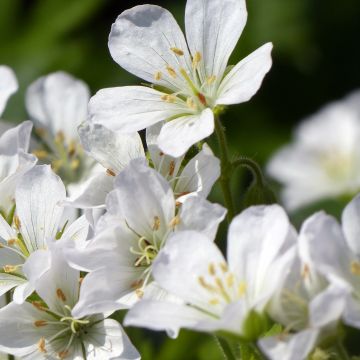 Täpläkurjenpolvi - Geranium maculatum var.album