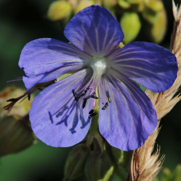 Kyläkurjenpolvi Cluden Sapphire
