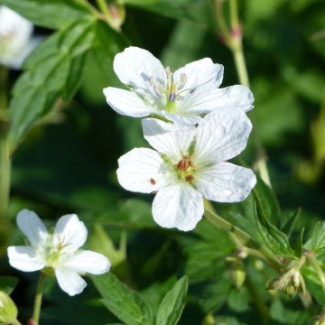Kanadankurjenpolvi - Geranium richardsonii