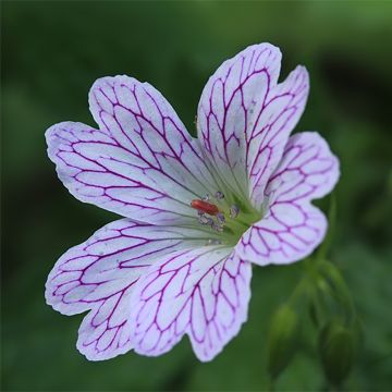 Kurjenpolvi - Geranium versicolor