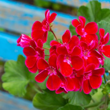 Vyöhykepelargoni Flower Fairy Velvet