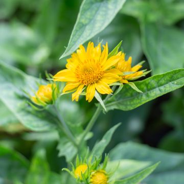 Syyssädekukka Maxima Aurea