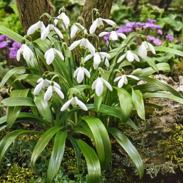 Turkinlumikello - Galanthus woronowii