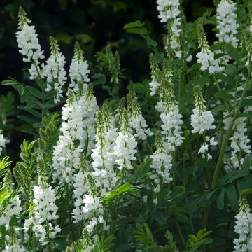 Rehuvuohenherne Alba