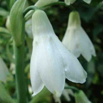Kesähyasintti - Galtonia candicans