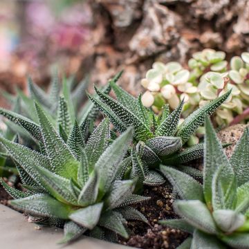 ×Gasteraloe D. Delta