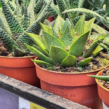 Gasteria D. Tiga
