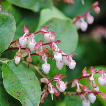 Isosalali - Gaultheria shallon