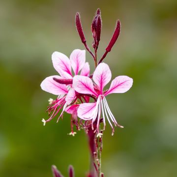 Sirokesäkynttilä Cherry Brandy