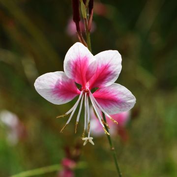 Sirokesäkynttilä Siskiyou pink