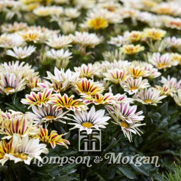 Timanttikukka Big Kiss White Flame (siemenet)