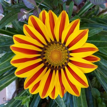 Timanttikukka Big Kiss Yellow Flame keltainen