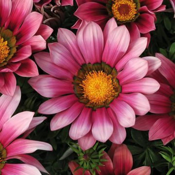 Timanttikukka New Day Pink Shades