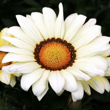 Timanttikukka New Day White