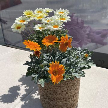 Timanttikukka orange