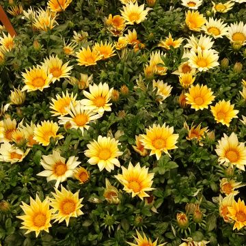 Timanttikukka Zany F1 Sunny Side Up (siemenet)