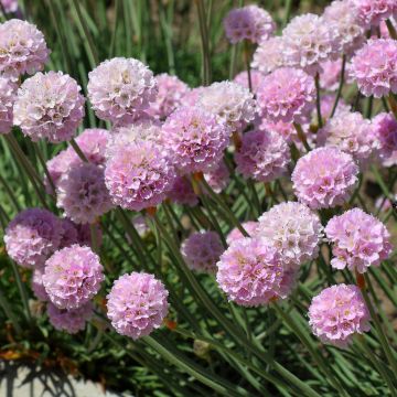 Rusolaukkaneilikka Rosea