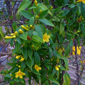 Rohtojasminio - Gelsemium sempervirens