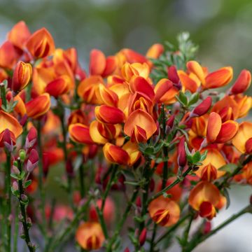 Jänönvihma Cytisus Lena