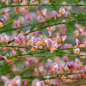 Jänönvihma Moyclare Pink