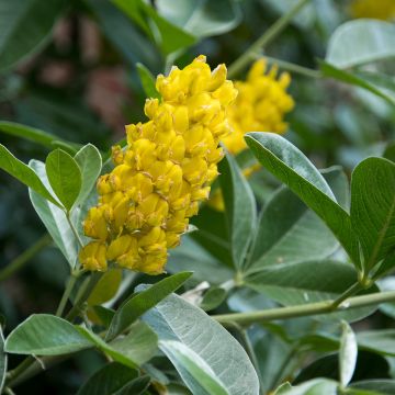 Vihma - Cytisus battandieri