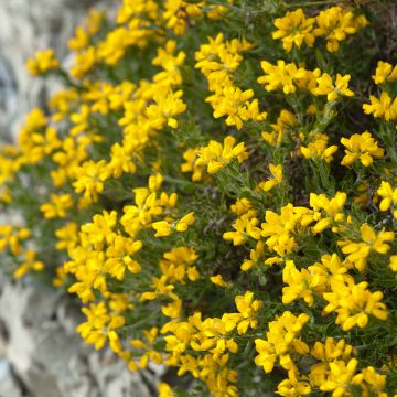 Värihernee - Genista hispanica