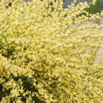 Kevätvihma - Cytisus x praecox
