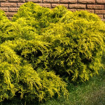 Tarhakataja King of Spring