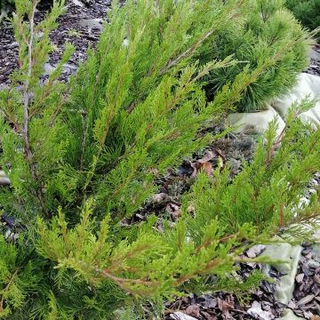 Tarhakataja Mint Julep